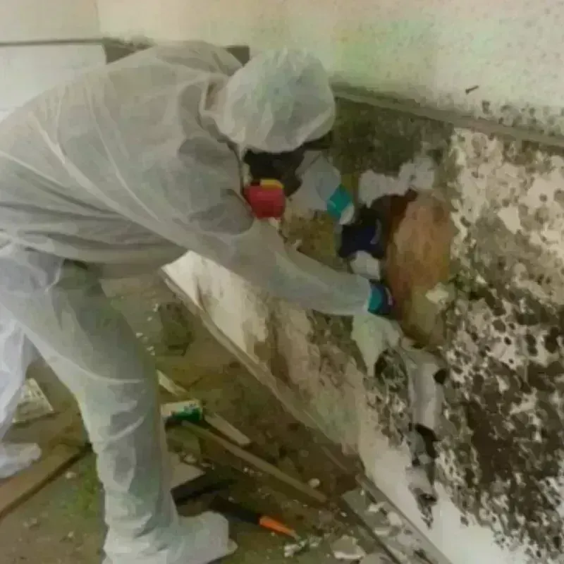 Mold Remediation and Removal in Lackland Air Force Base, TX